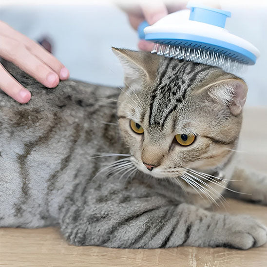 brosse-pour-chat-douce