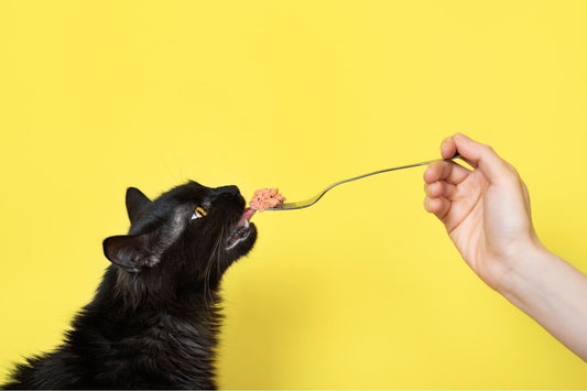 Comment Choisir la Meilleure Nourriture pour Votre Chat: Guide Complet - Mon Felin & Moi