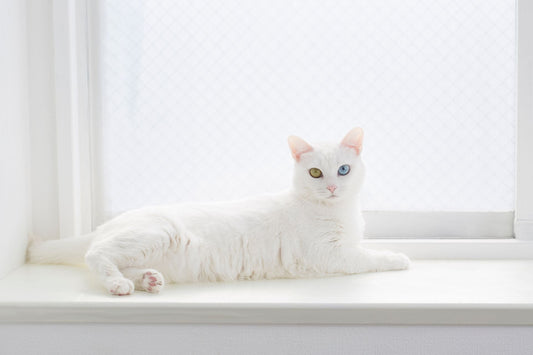 Créez un sanctuaire de propreté pour votre chat: Guide pour un environnement sain - Mon Felin & Moi