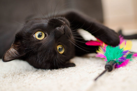 Gardez votre chat d'intérieur actif et heureux : L'importance de la stimulation par le jeu - Mon Felin & Moi