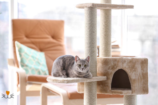 L'importance de l'enrichissement environnemental pour les Chats d'Intérieur - Mon Felin & Moi
