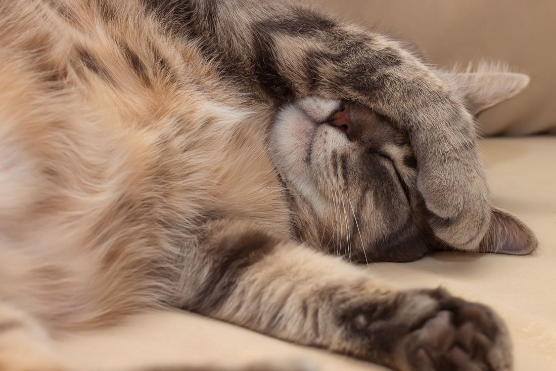 L'importance d'un environnement de sommeil sain pour votre félin - Mon Felin & Moi