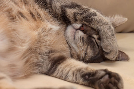 L'importance d'un environnement de sommeil sain pour votre félin - Mon Felin & Moi