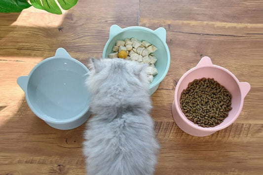 Optimisez l'alimentation de votre chat: Créer un environnement de repas propre et sain - Mon Felin & Moi