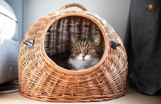 panier pour chat - comment choisir le meilleur panier pour votre felin