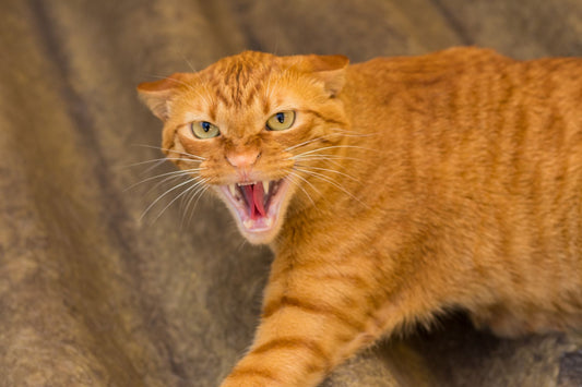 Prévention et Traitement des Problèmes de Comportement Chez les Chats - Mon Felin & Moi