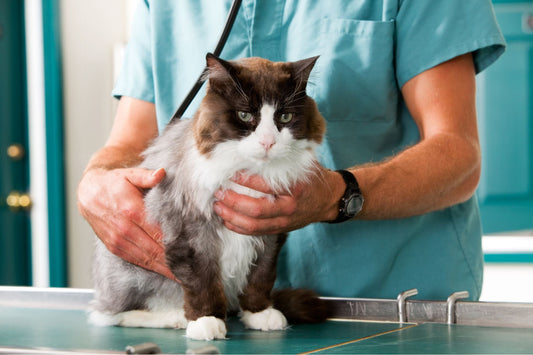 Restez attentif au bien-être de votre chat : Guide pour une vie saine et heureuse - Mon Felin & Moi