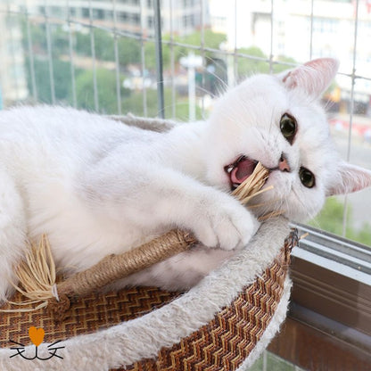 brosse a dent pour chat 