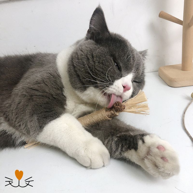 brosse a dent chat 