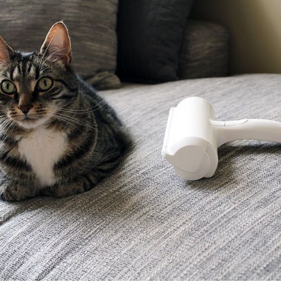 brosse-ant-poil-large