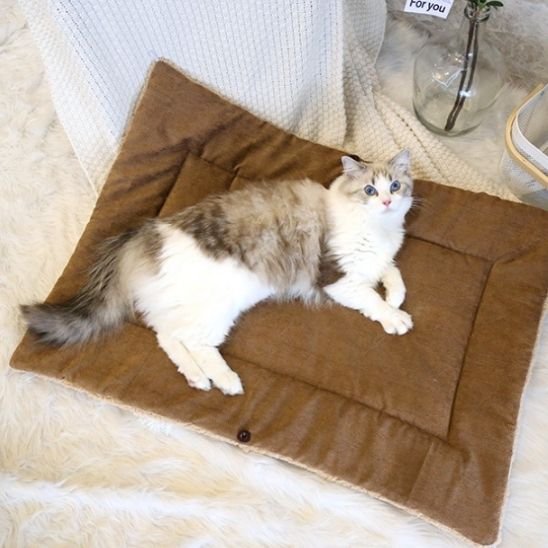 coussin-chat-tapis