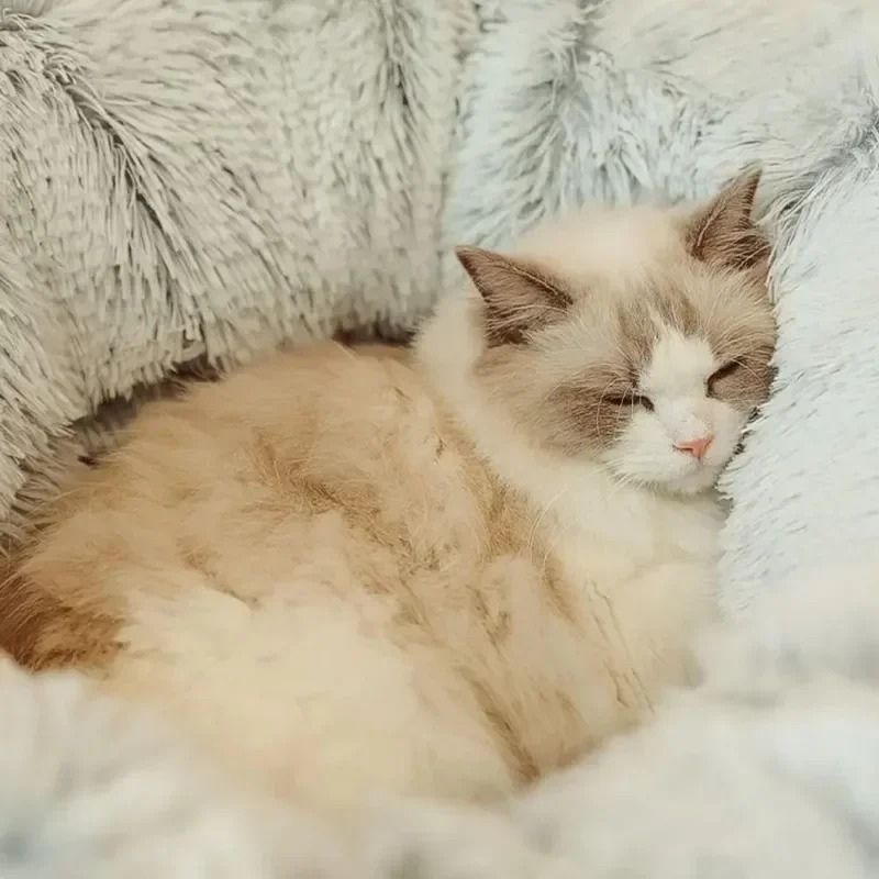 coussin-chat-tunnel-moelleux