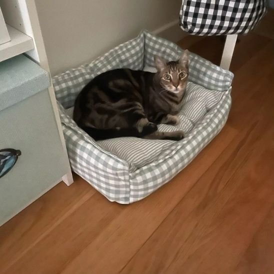 coussin chat vintage creme