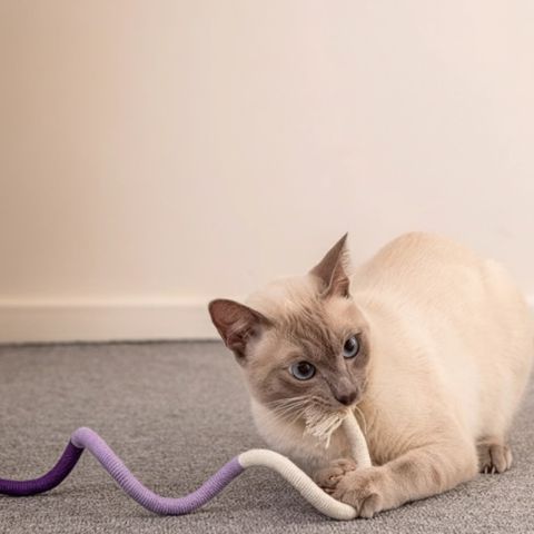 jouet-pour-chat-herbe-a-chat